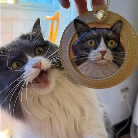 A grey-and-white fluffy cat beside its cream leather medallion